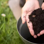 Come preparare il terreno per un orto naturale: guida pratica per ottenere un suolo fertile e produttivo