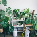 Come proteggere le piante da eventi climatici estremi