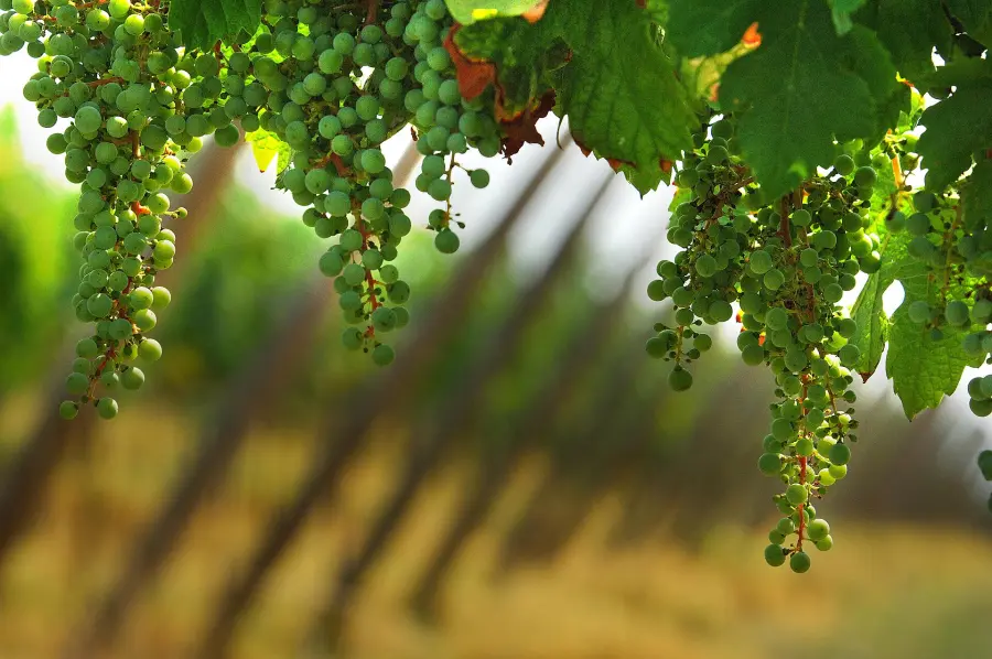 Guida ai vini della Franciacorta: etichette, produttori e abbinamenti