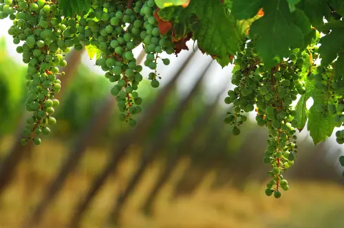 Guida ai vini della Franciacorta: etichette, produttori e abbinamenti