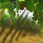 Guida ai vini della Franciacorta: etichette, produttori e abbinamenti