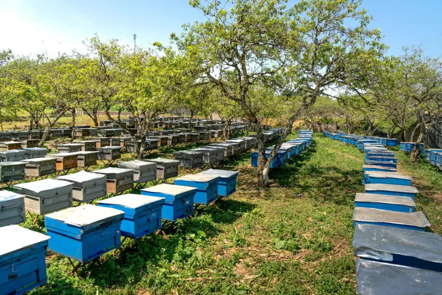 Brescia amica delle api, 79mila mq a sfalcio minimo