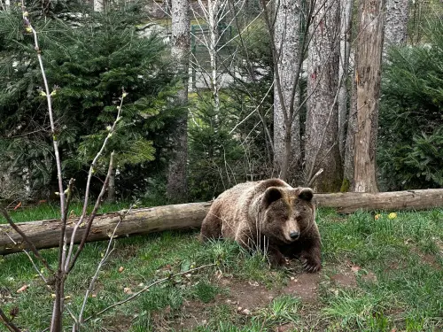Valle Camonica, orso danneggia depositi cercando cibo
