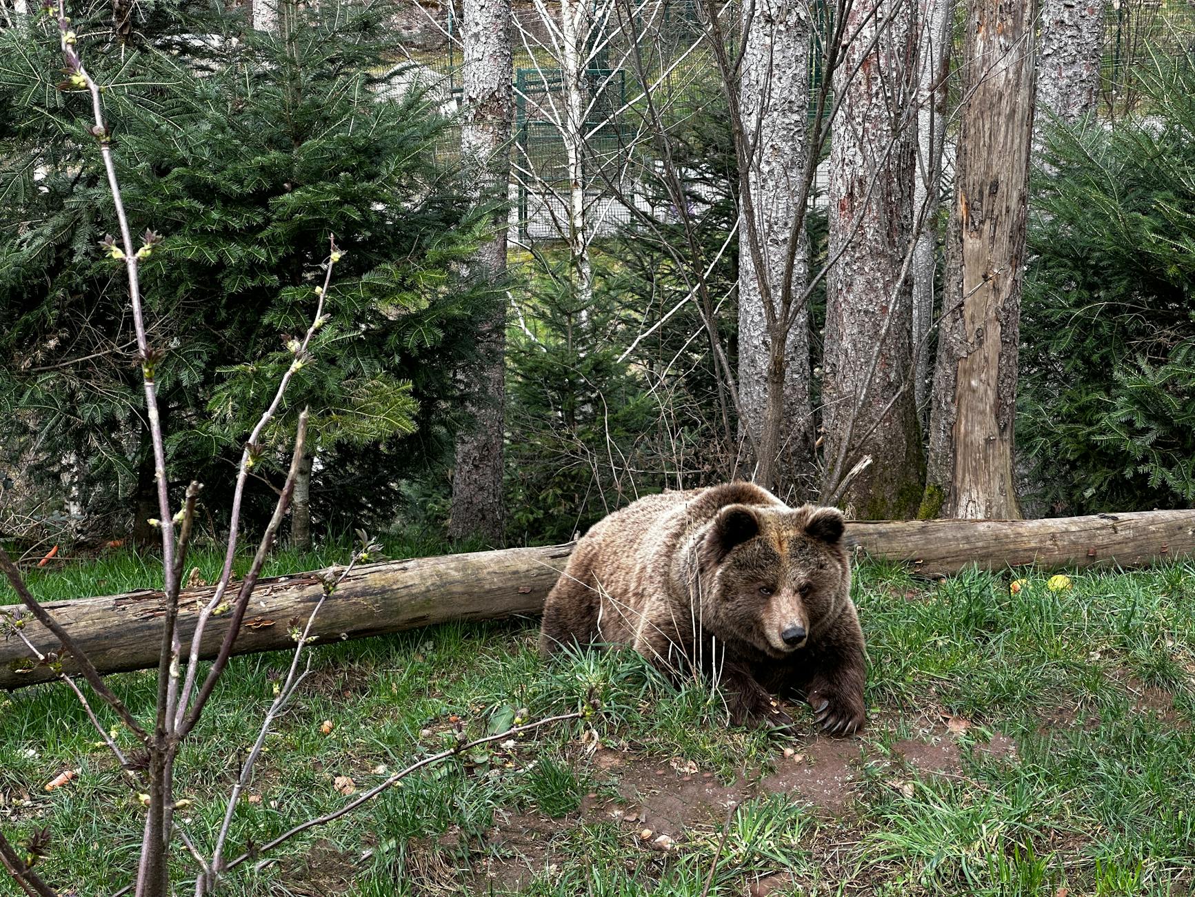 Valle Camonica, orso danneggia depositi cercando cibo