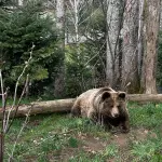 Valle Camonica, orso danneggia depositi cercando cibo