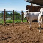 Veneto, 482 fattorie didattiche e Settimane Verdi al via