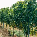 Brescia, Badia alta diventa vigneto didattico nel Plis