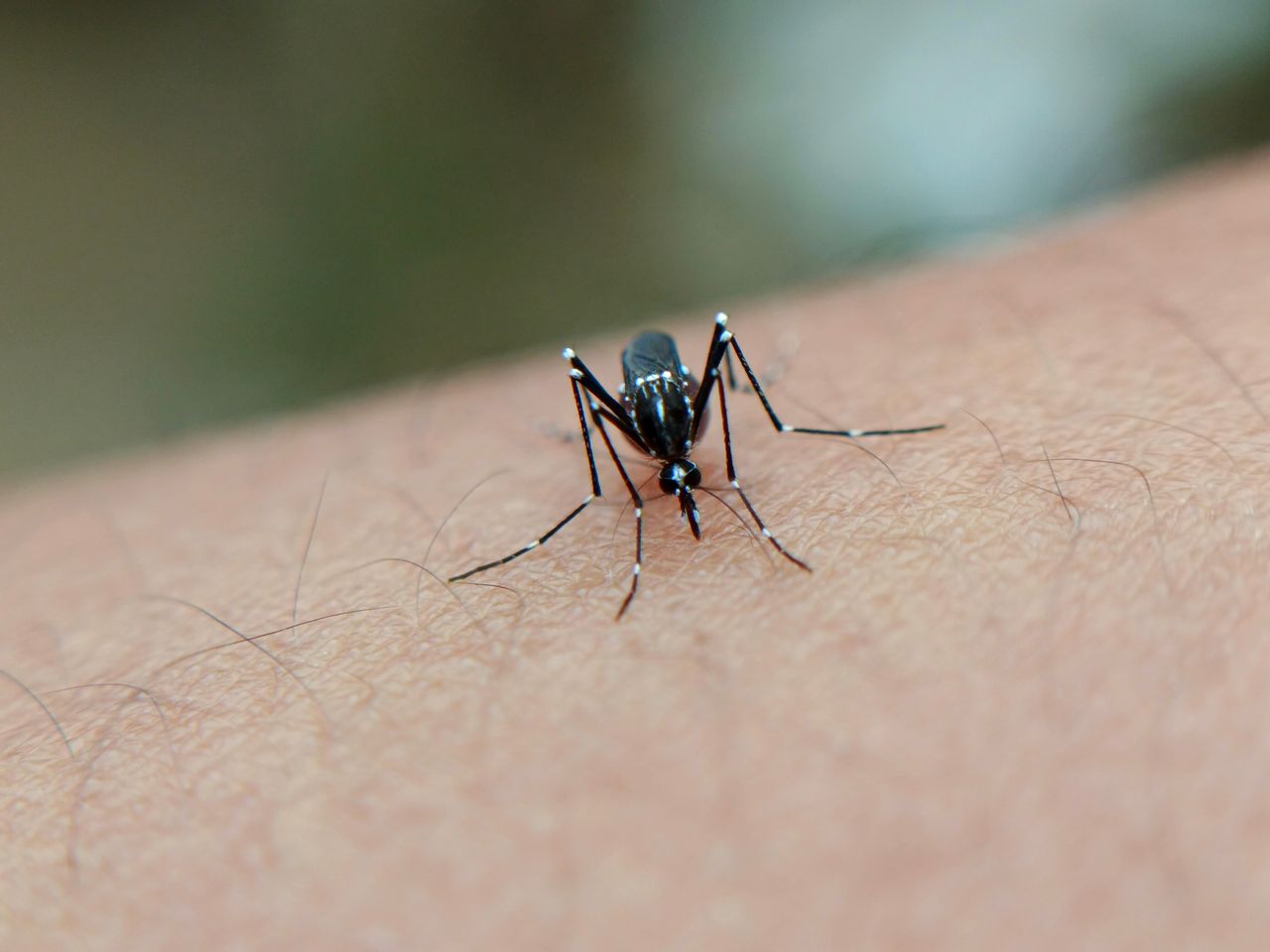 Brescia, sospetto caso Zika: disinfestazione in via Pascoli