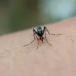 Brescia, sospetto caso Zika: disinfestazione in via Pascoli